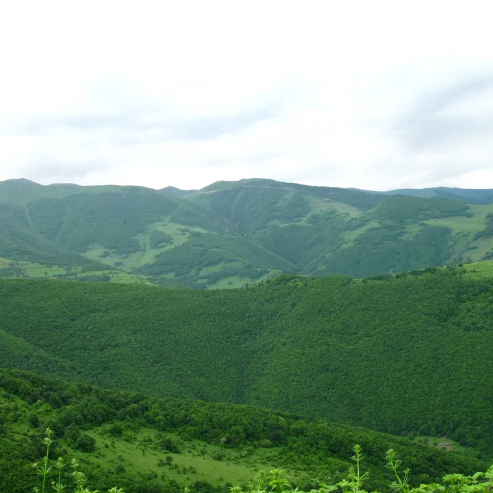 Aynalu Forest in East Azerbaijan