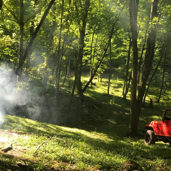 Alimestan Forest in Mazandaran