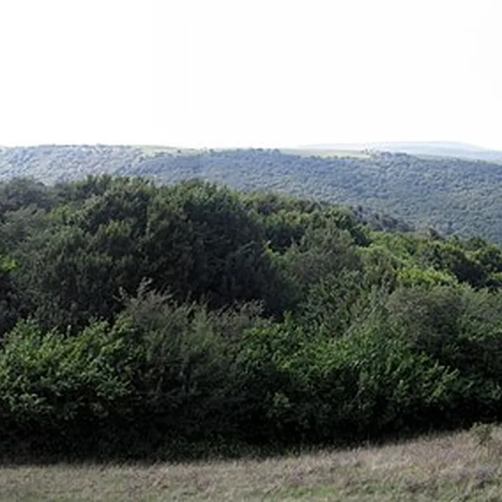 Fandoqloo Forest in Ardabil