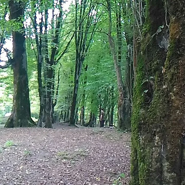 پلنگ دره in Mazandaran