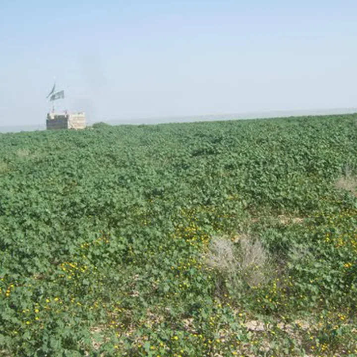 Qabr'e Nakhoda Island in Khuzestan