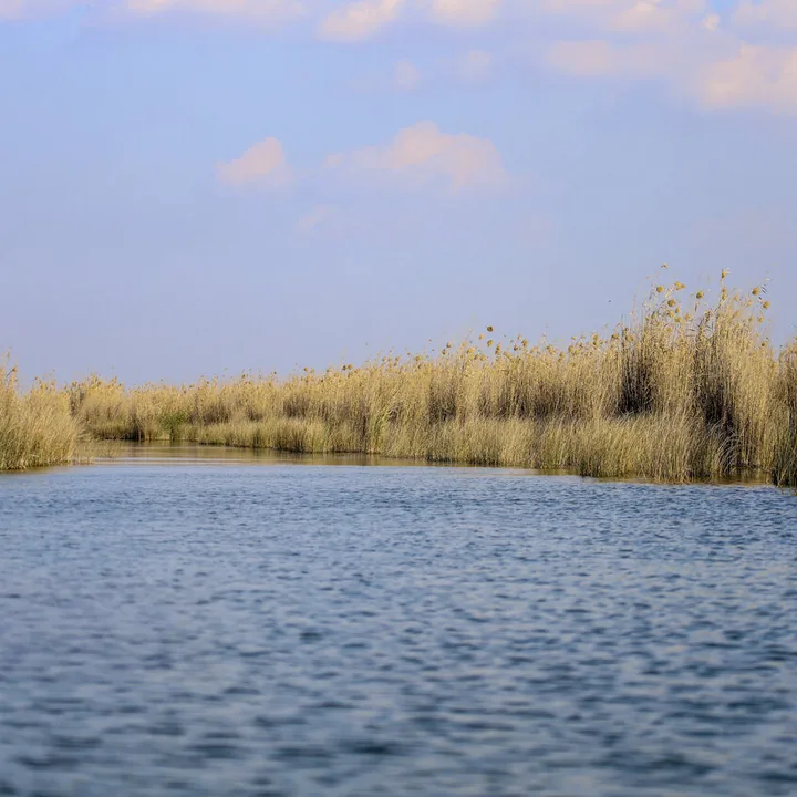 Shadegan Pond in Khuzestan