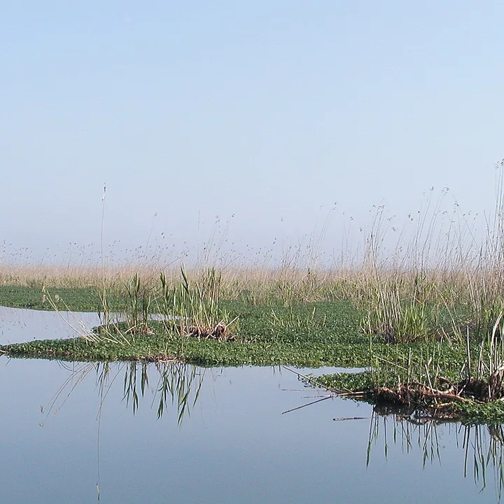 مرداب انزلی in Gilan
