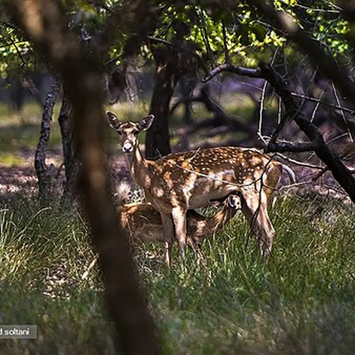Dasht-e Naz Wildlife Refuge in Mazandaran