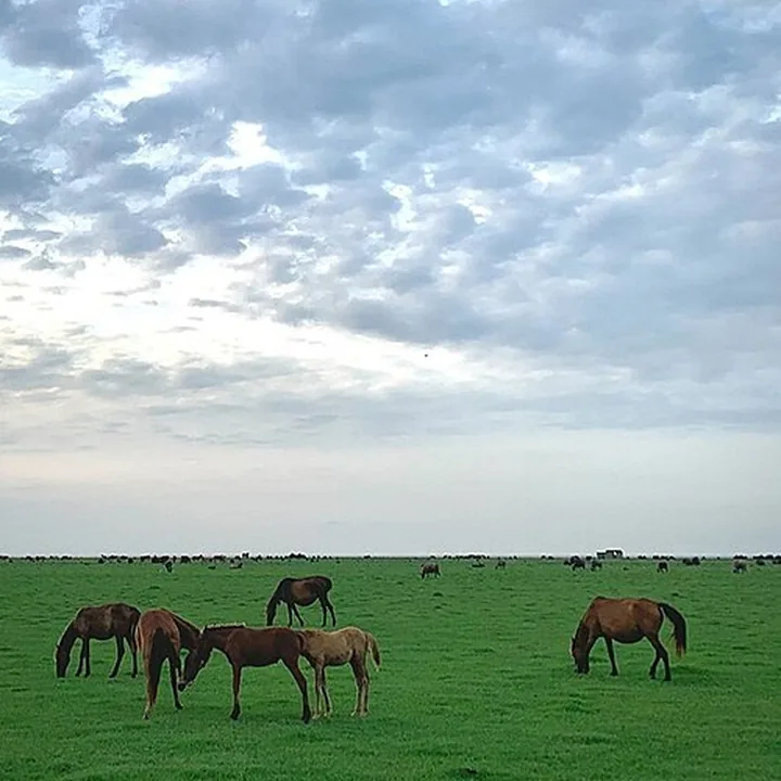 Boujagh National Park in Gilan