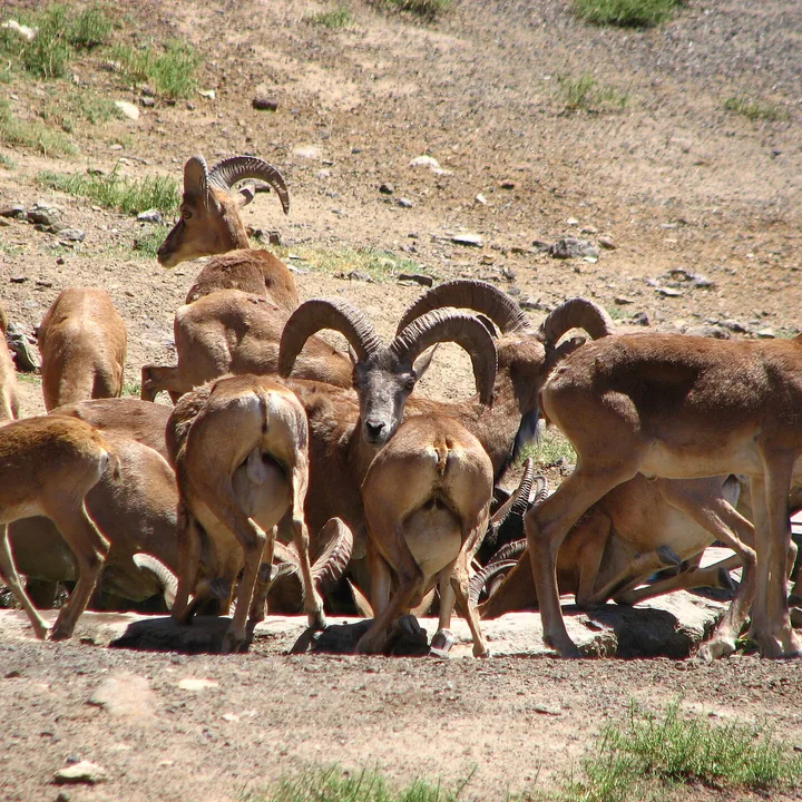 Touran National Park in Semnan