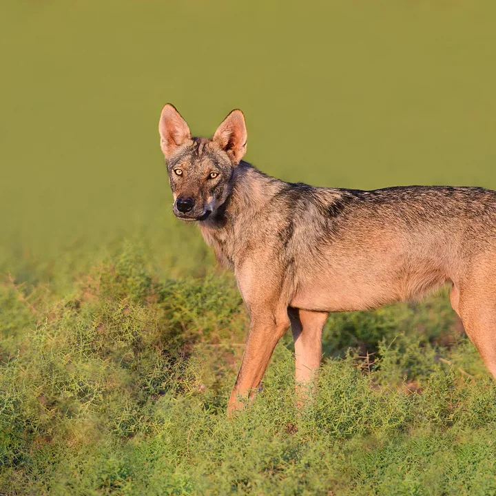 Shir Ahmad Wildlife Refuge in Razavi Khorasan