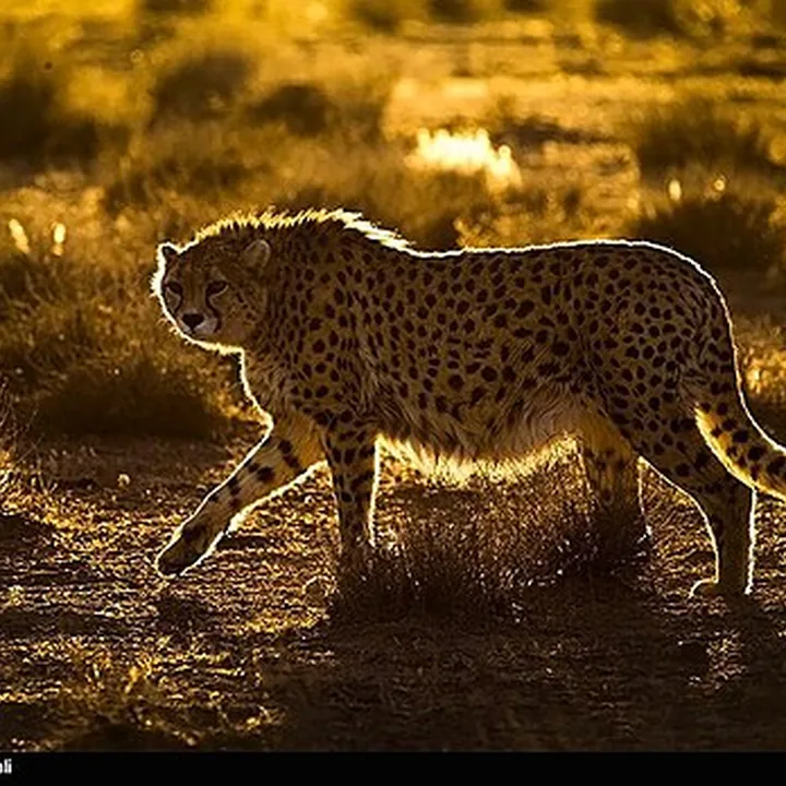 Miandasht Wildlife Refuge in North Khorasan