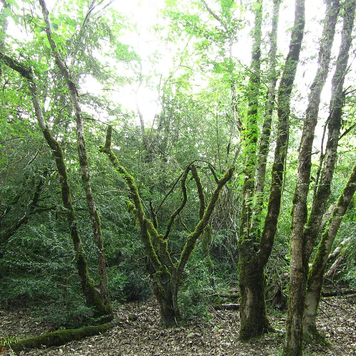 Sisangan Forest Park in Mazandaran