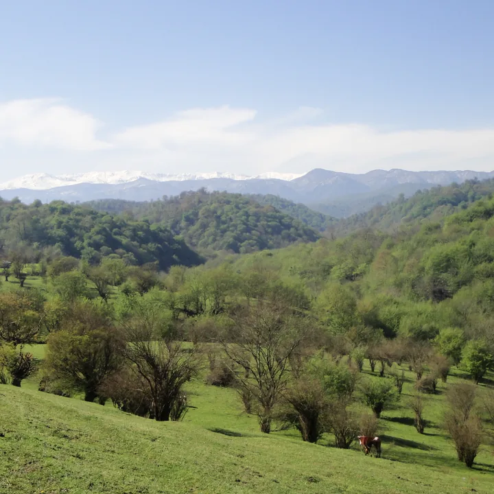 Vosta Kola Forest in Mazandaran